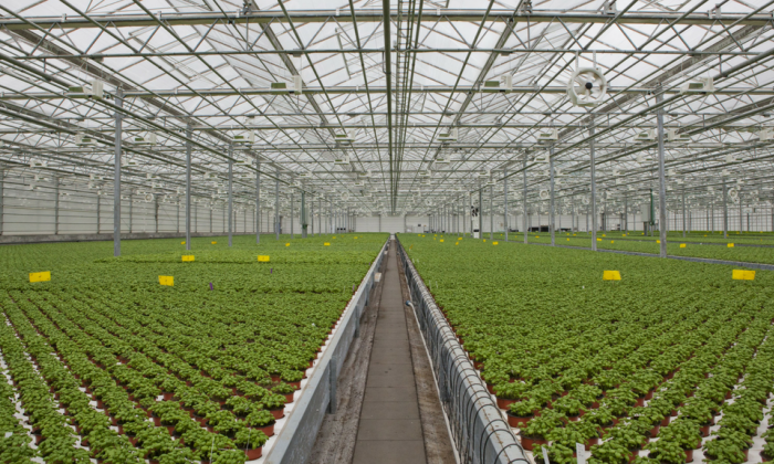The Automated Greenhouse: What robots can contribute to herb production