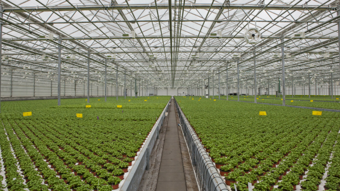 Packaging Delicate Herbs with RG6